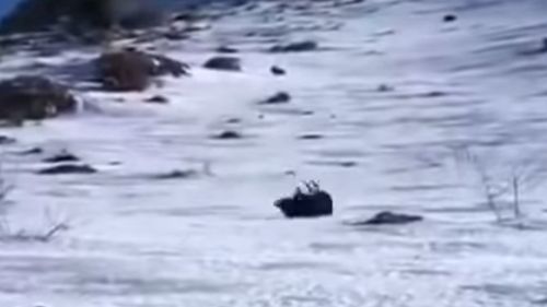 VIDEO : Un sanglier glisse sur la neige et rentre dans deux...